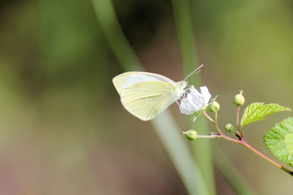 Pieris rapae mi sembra